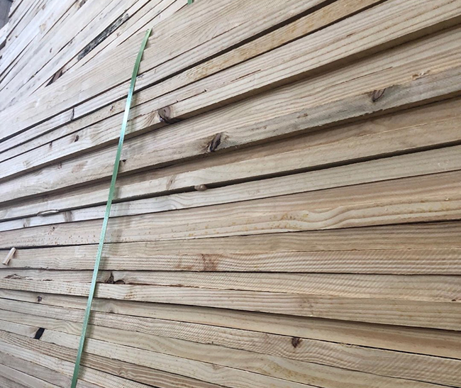 阿拉山口巴西松